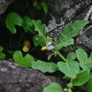Слика од Solanum miyakojimense T. Yamazaki & A. Takushi