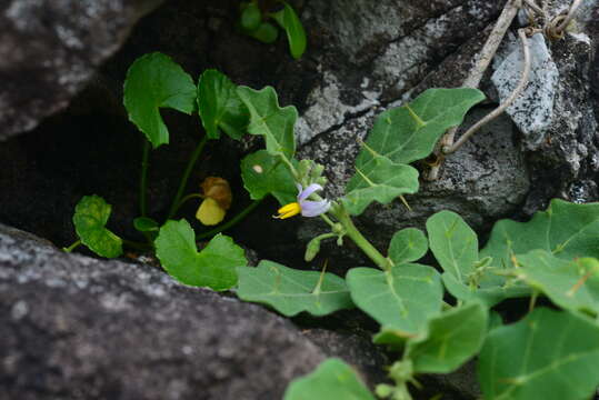 Image of Solanum miyakojimense T. Yamazaki & A. Takushi