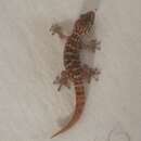 Image of Dutch Leaf-toed Gecko