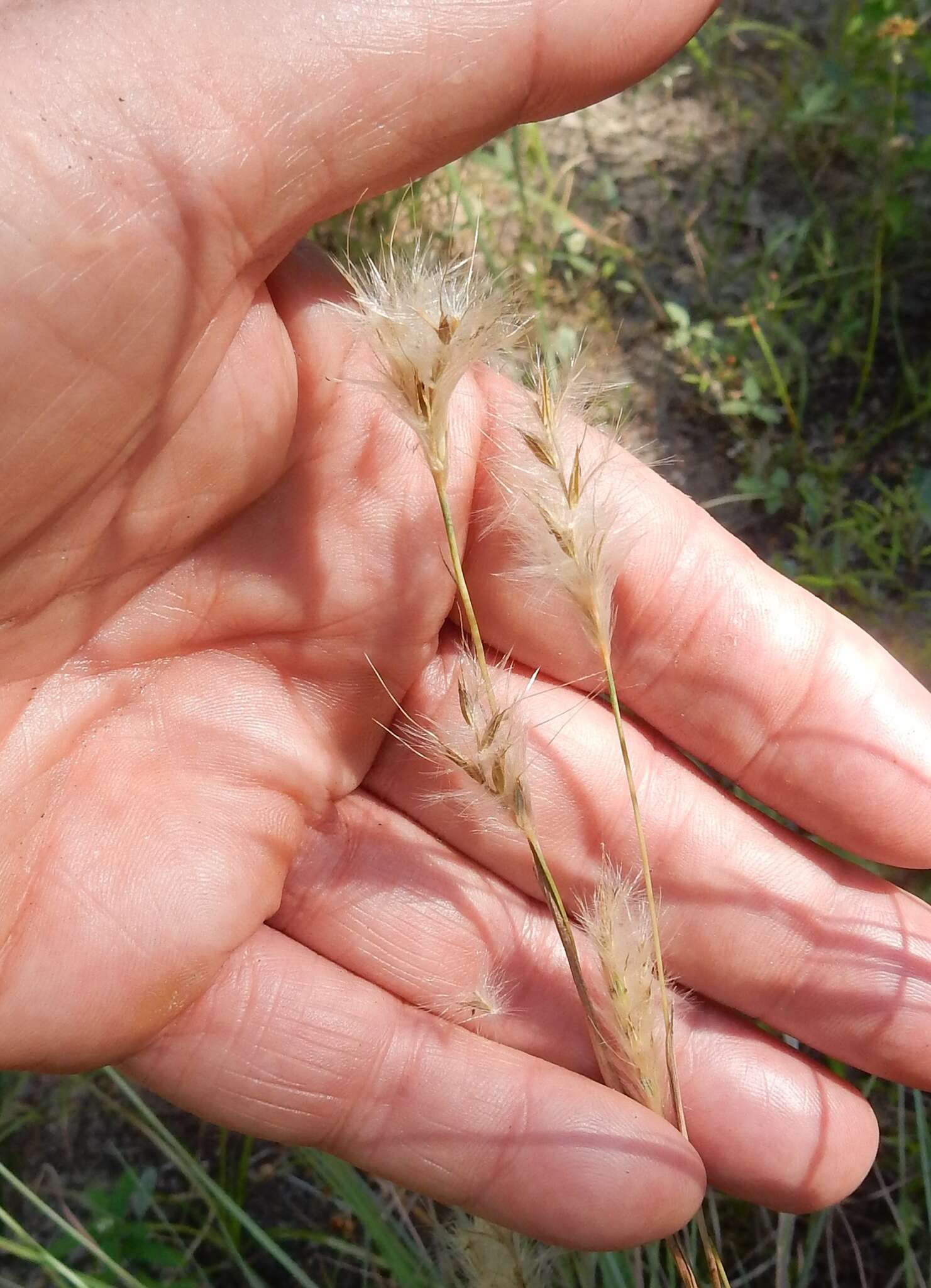 Image of splitbeard bluestem