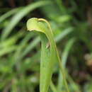 Image of Pleurothallis lilijae Foldats