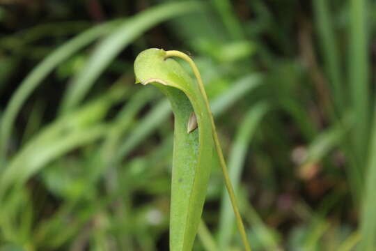 Image of Pleurothallis lilijae Foldats