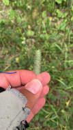 Phleum pratense subsp. nodosum (L.) Trabut的圖片