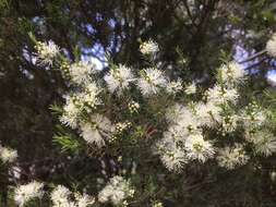 Image of swamp paperbark