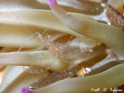 Image of crystal prawn