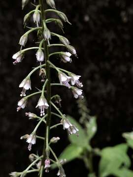 Lysimachia decurrens G. Forst.的圖片