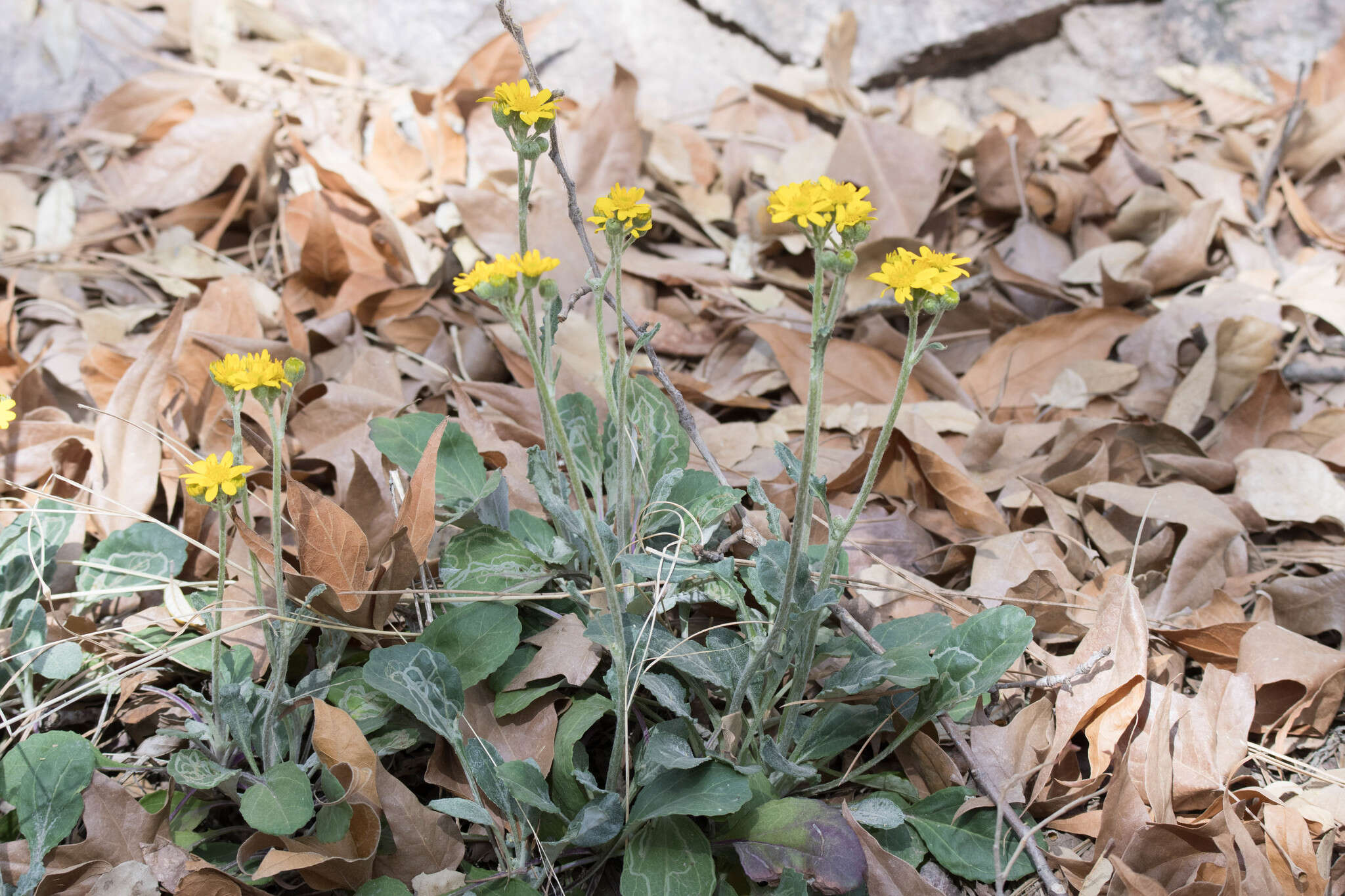 Image of New Mexico groundsel