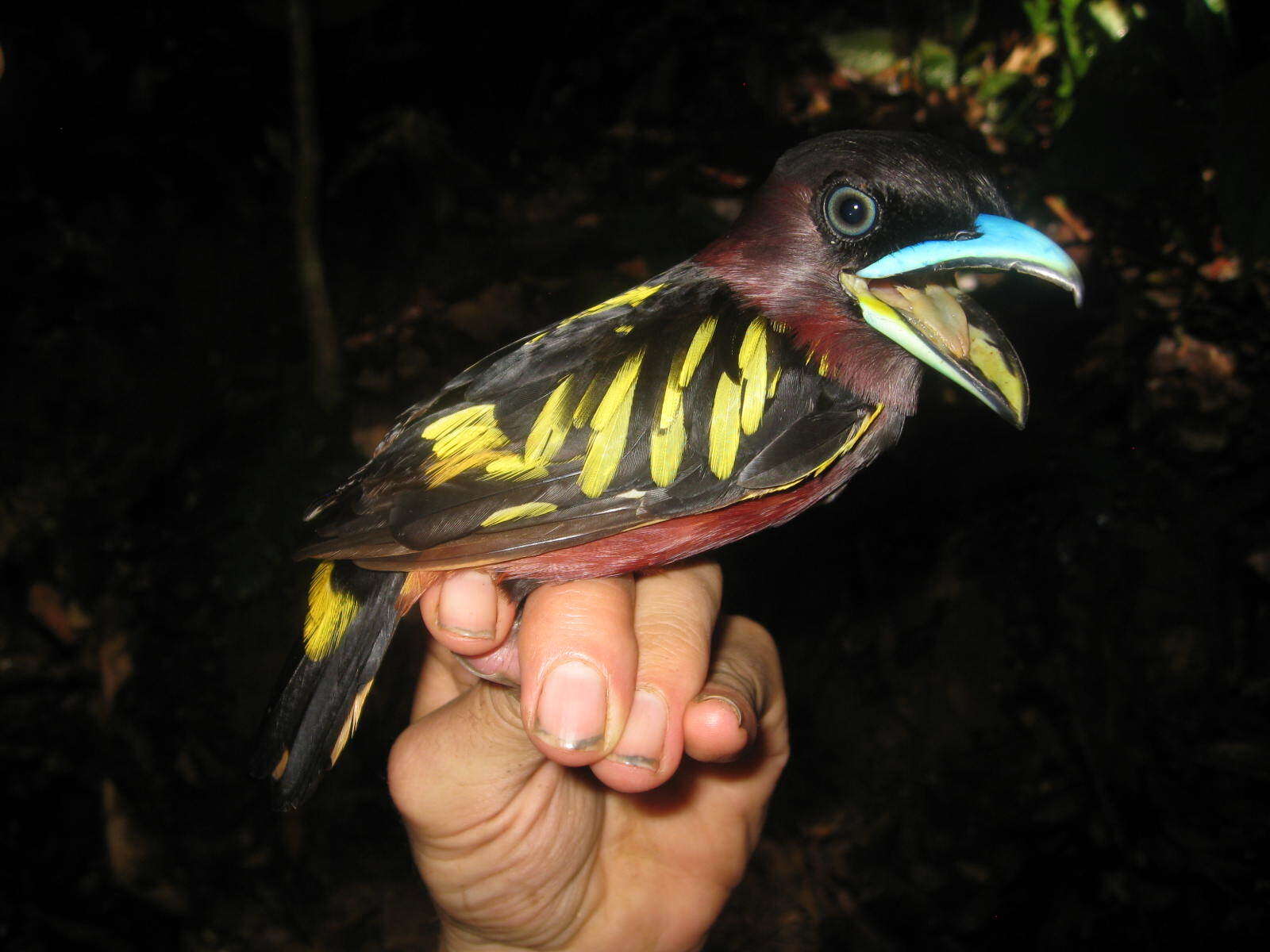 Image of Banded Broadbill