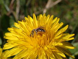 Image of Andrena ventralis Imhoff 1832