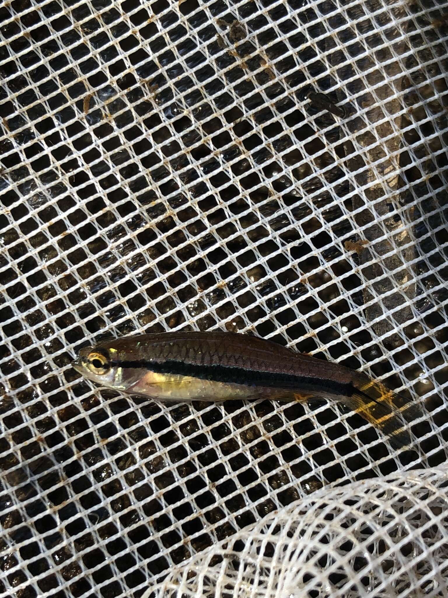 Rasbora einthovenii (Bleeker 1851) resmi