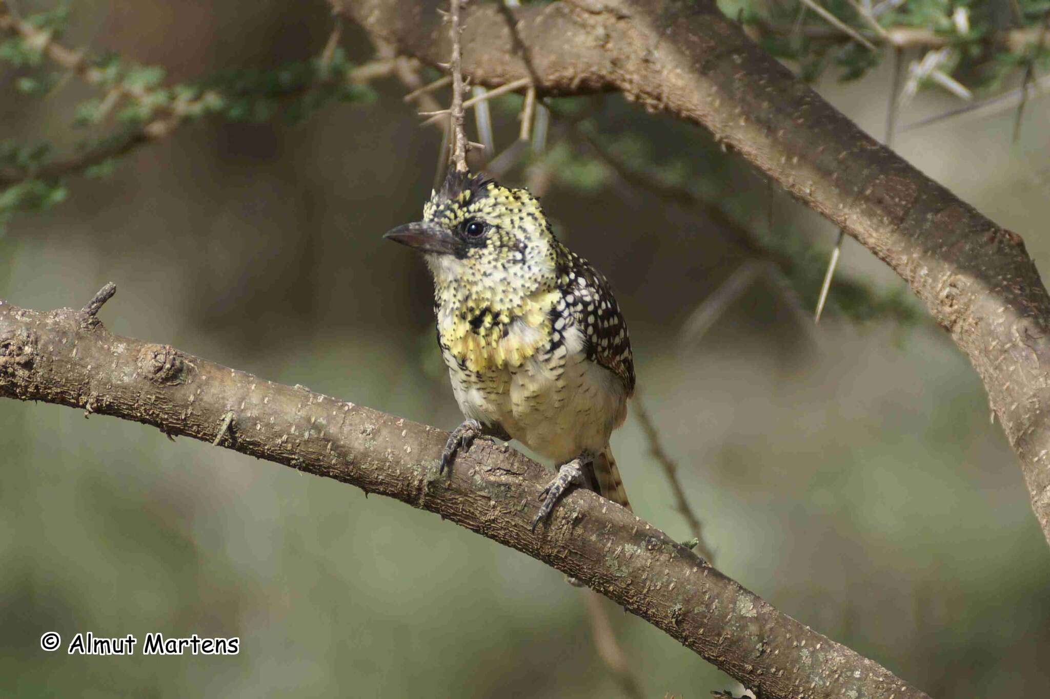 Image of D'Arnaud's Barbet