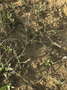 Image of flexile milkvetch