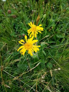 Image of mountain arnica