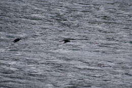 Image of Pied Stilt