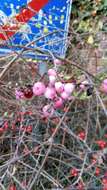 Image of Symphoricarpos × doorenbosii