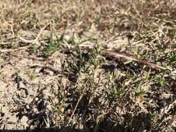 Image of Shore Grass