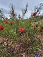 Sivun Callistemon teretifolius F. Müll. kuva