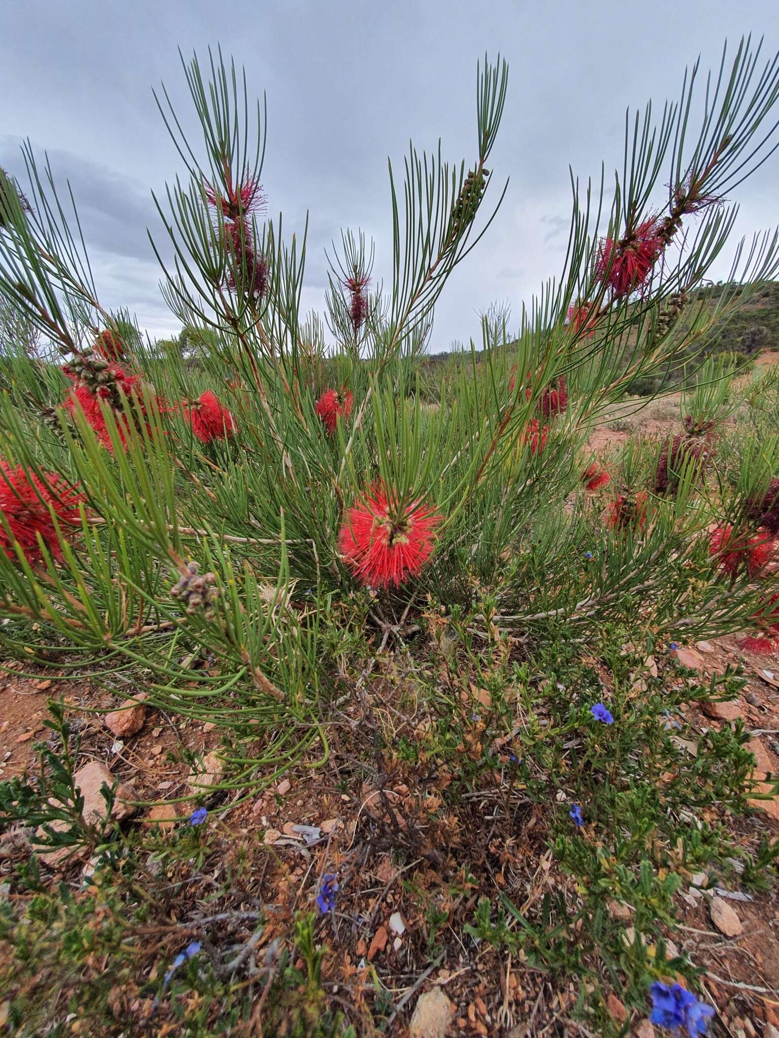 صورة Callistemon teretifolius F. Müll.