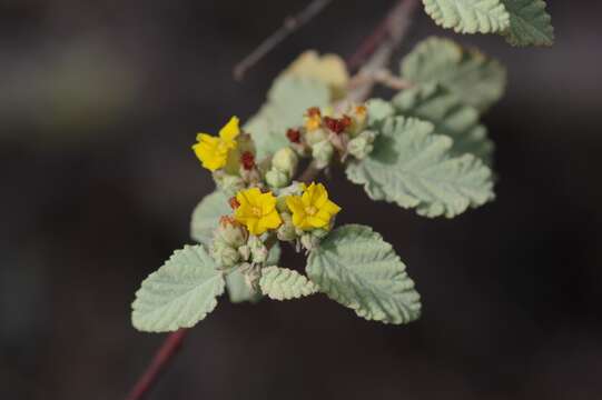 Image of Waltheria ovata Cav.