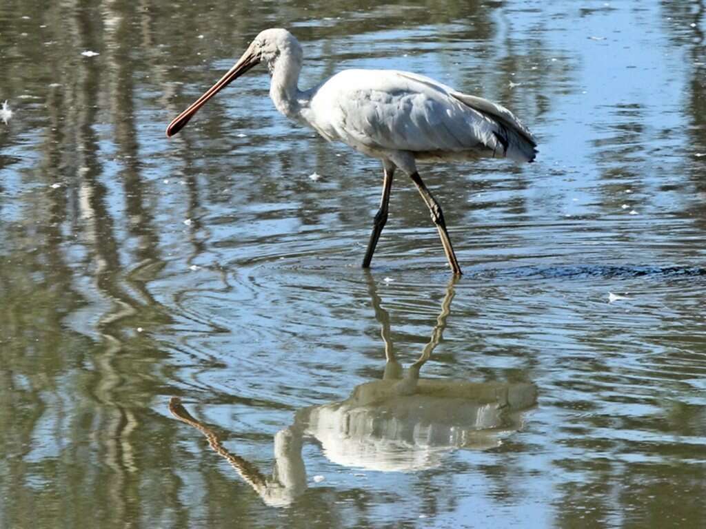 Imagem de Platalea flavipes Gould 1838