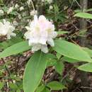 Image de Rhododendron carolinianum Rehder