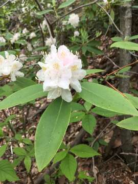 صورة Rhododendron carolinianum Rehder