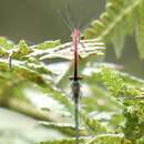 Image of Oxyagrion simile Costa 1978