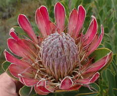 Image of Bot River protea