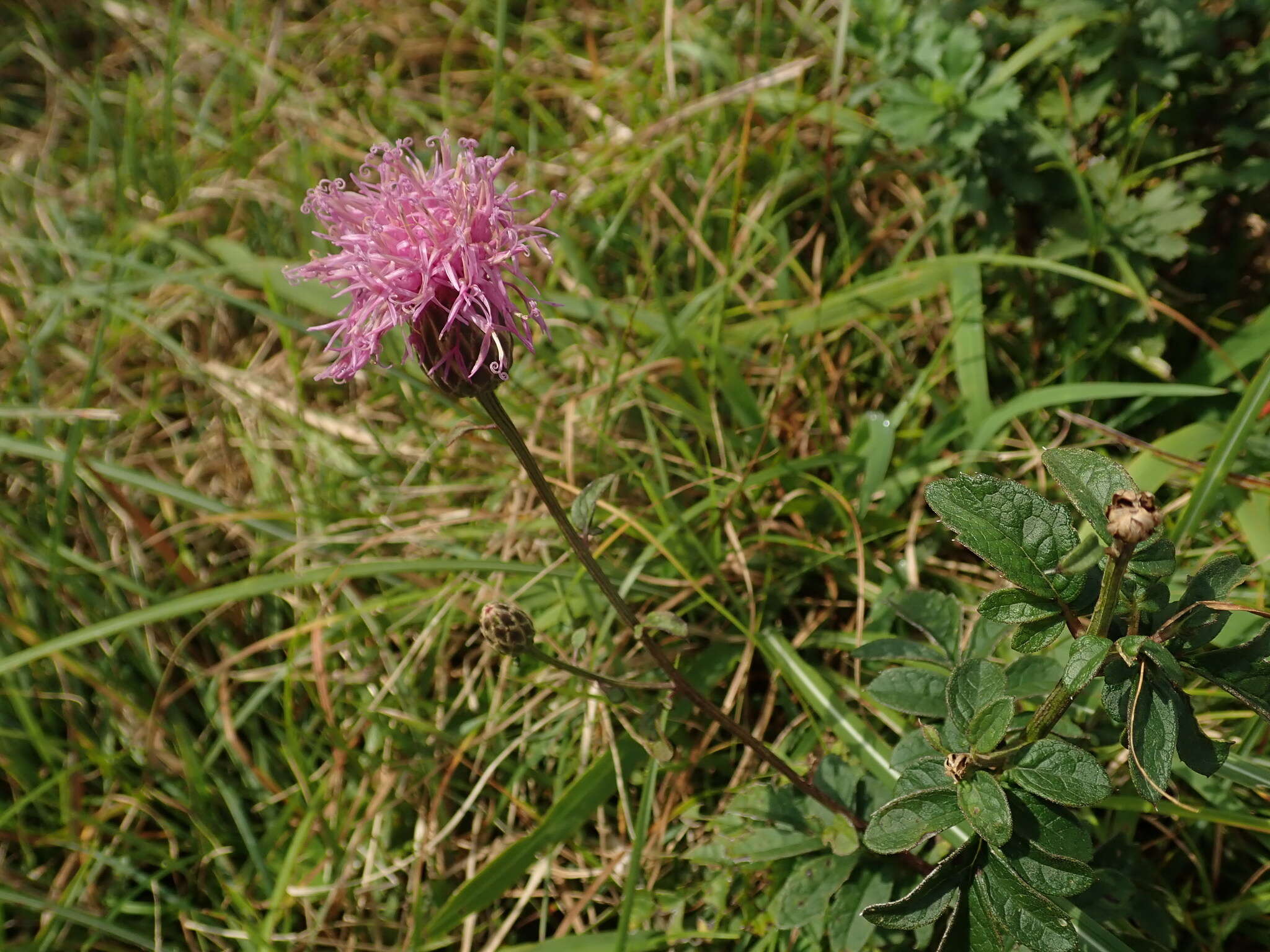 Слика од Serratula coronata subsp. insularis (Iljin) Kitam.