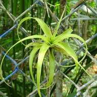 Imagem de Tillandsia elongata Kunth