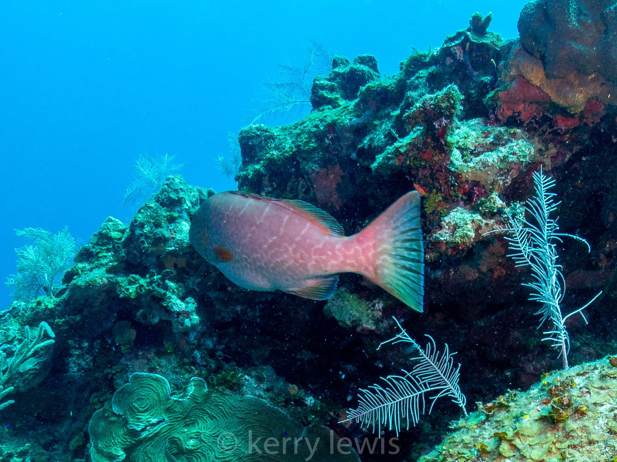 Image of Tiger Grouper