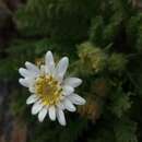 Image of Leucheria salina (Remy) P. Dusen