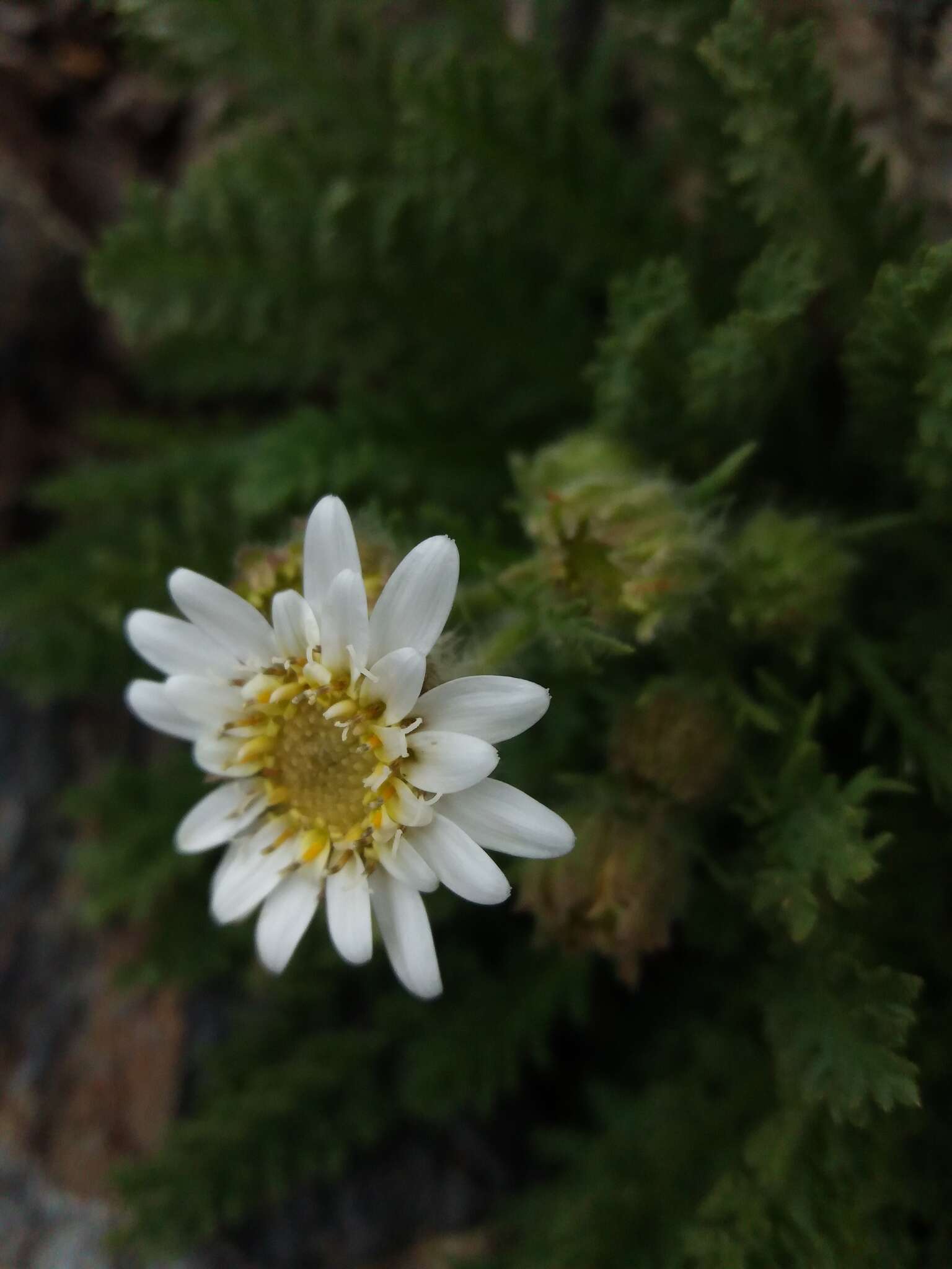 Leucheria salina (Remy) P. Dusen resmi