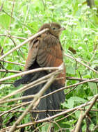 Image of Lesser Coucal
