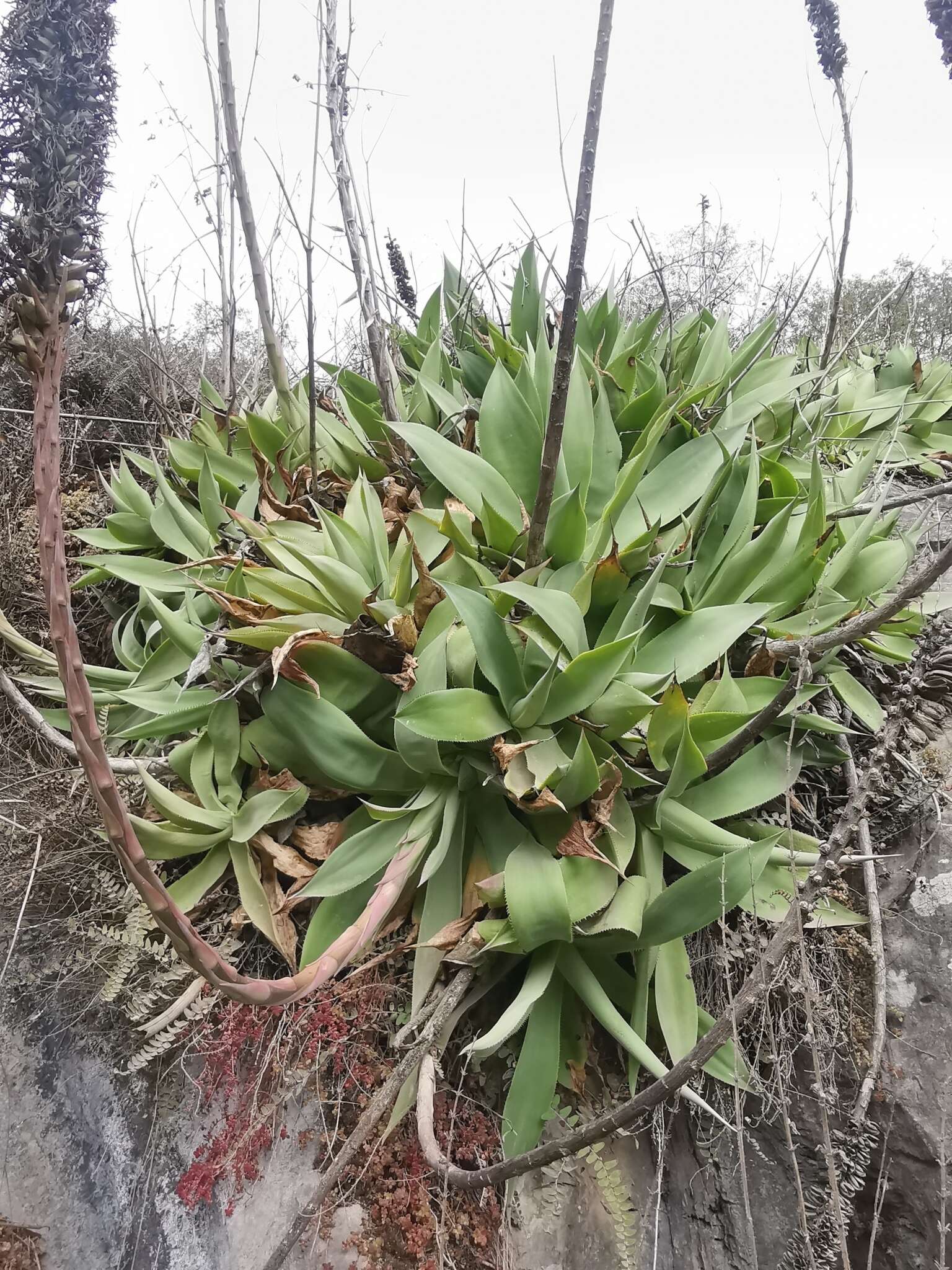 صورة Agave mitis Mart.