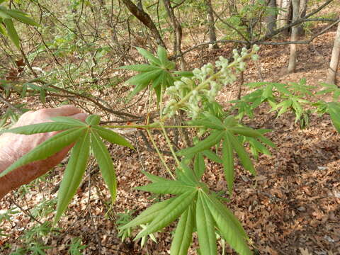 صورة Aesculus glabra var. arguta (Raf.) B. L. Robins.