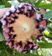 Image of Narrowleaf protea