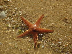 Image of Astropecten aranciacus (Linnaeus 1758)