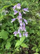 Penstemon canescens (Britt.) Britt. resmi