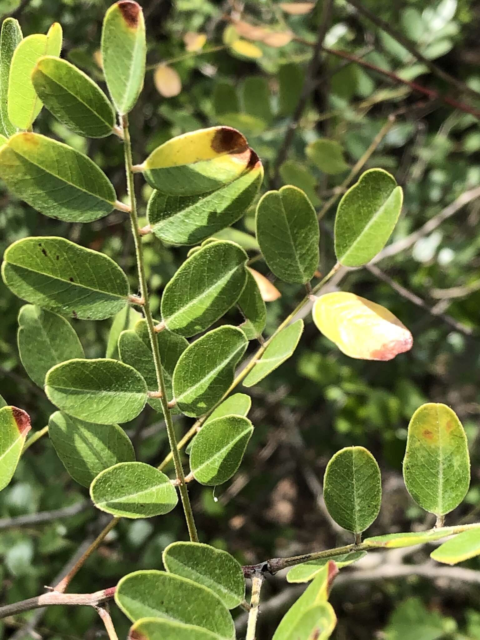 Plancia ëd Amorpha roemeriana Scheele