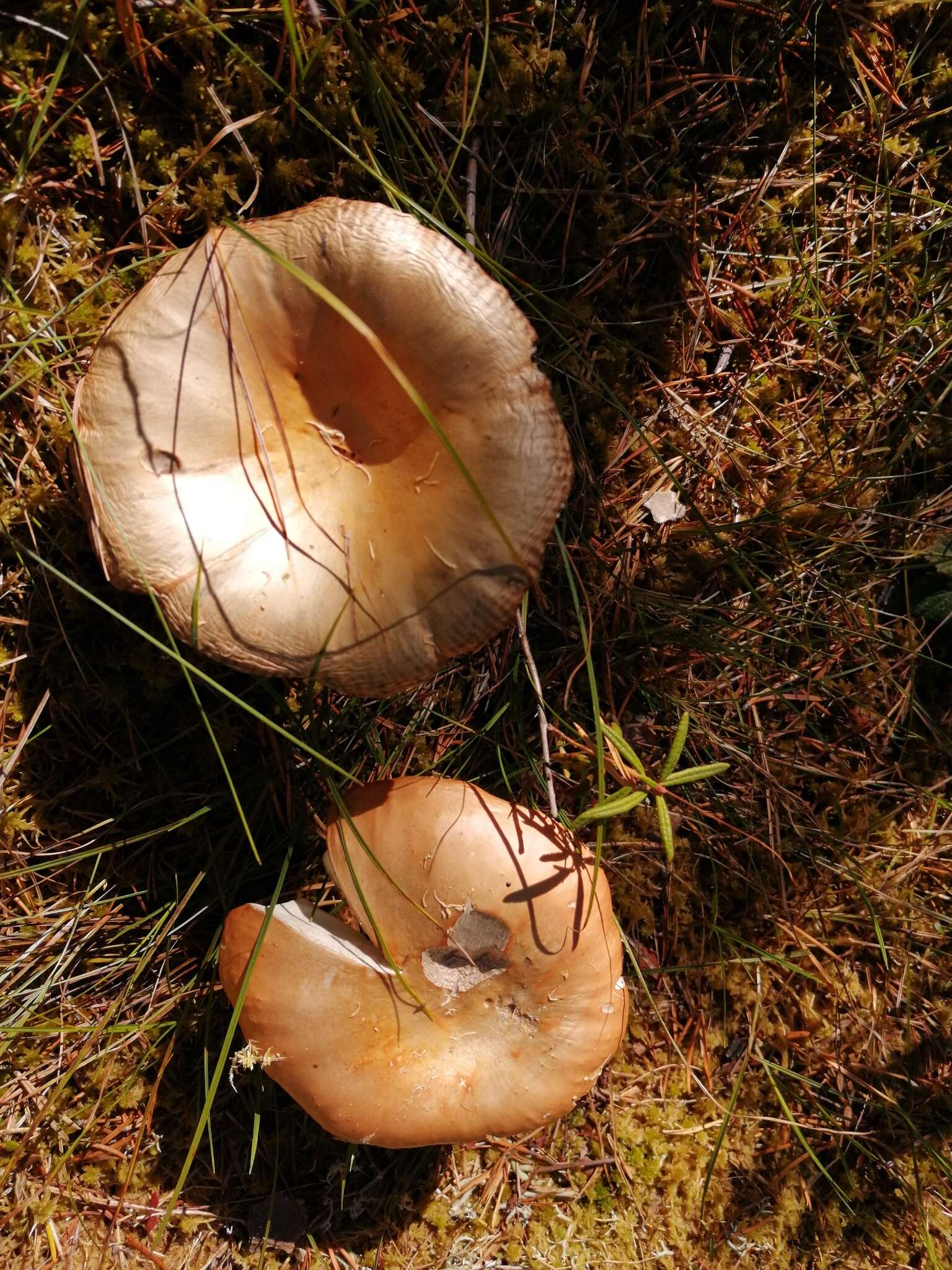 Image of Russula decolorans (Fr.) Fr. 1838