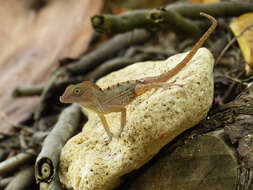 Image of Cordillera Oriental Stout Anole