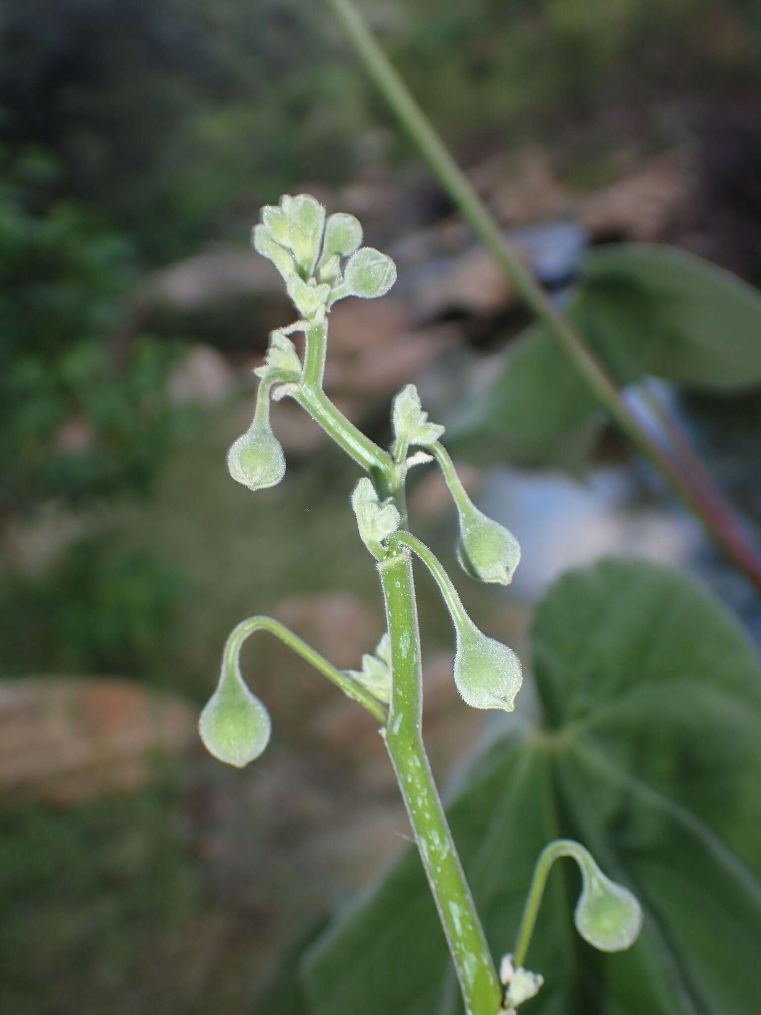 Image of yellowflower Indian mallow