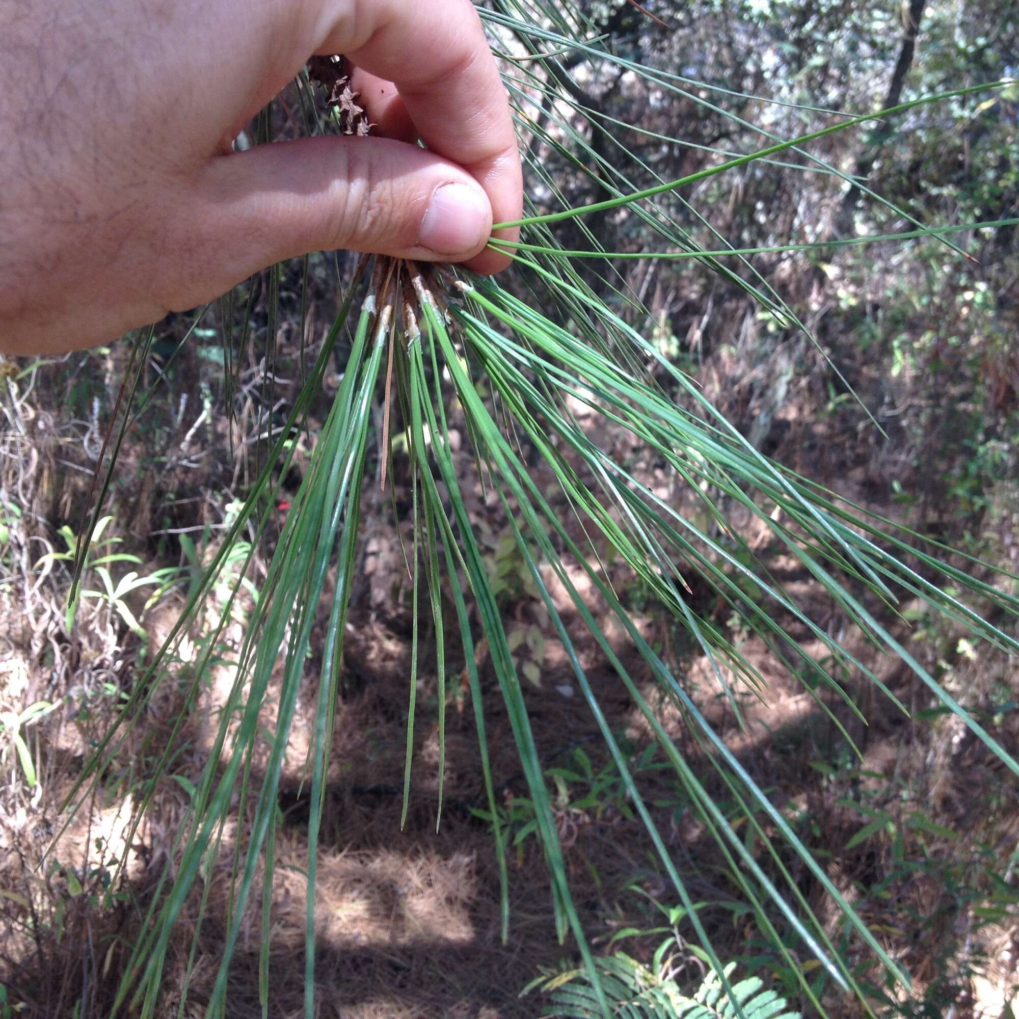 Imagem de Pinus teocote Schiede ex Schltdl. & Cham.