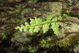 Image de Hymenophyllum deplanchei Mett. ex Kuhn