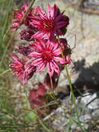 Image of Cobweb Houseleek