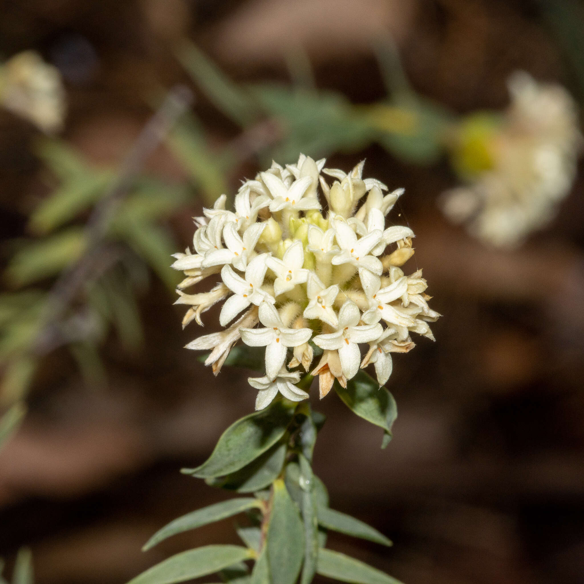 Image of Pimelea stricta Meissn.