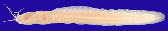 Image of <i>Gymnallabes nops</i> Roberts & Stewart 1976