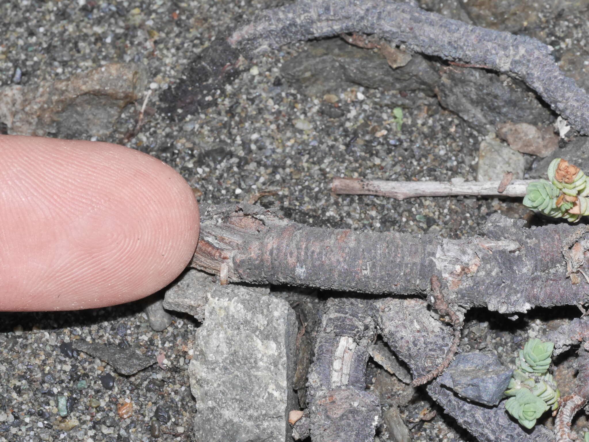 Image of Pimelea prostrata subsp. seismica C. J. Burrows