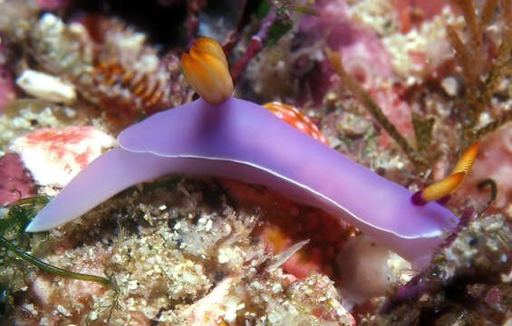 Image of Hypselodoris melanesica Gosliner & R. F. Johnson 2018